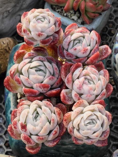 网友爆料多肉视频大全集,网友爆料,养肉秘籍大公开! 第1张 网友爆料多肉视频大全集,网友爆料,养肉秘籍大公开! 第1张